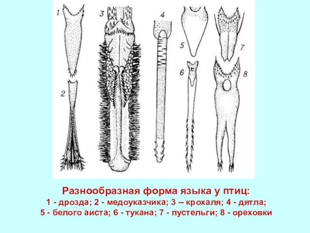 Разнообразная форма языка у птиц: 1 - дрозда; 2 - медоуказчика;