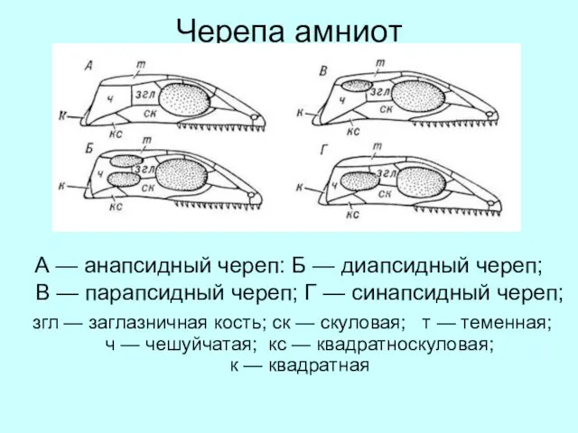 Черепа амниот А — анапсидный череп: Б — диапсидный череп; В