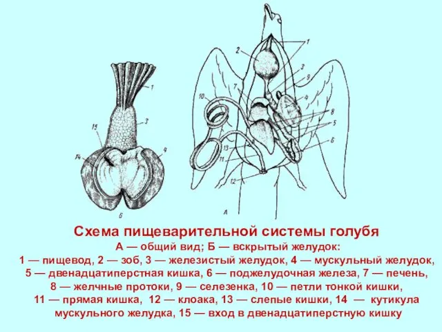 Схема пищеварительной системы голубя А — общий вид; Б — вскрытый