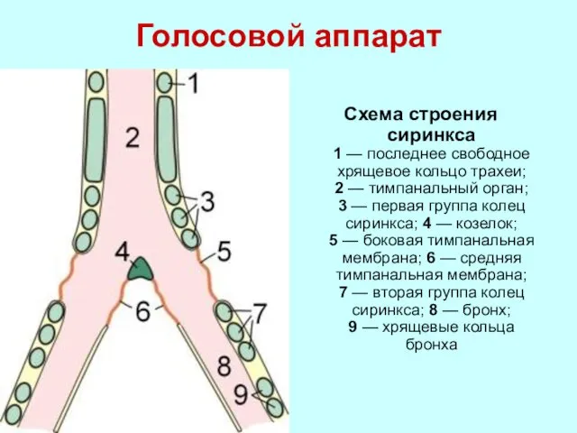 Голосовой аппарат Схема строения сиринкса 1 — последнее свободное хрящевое кольцо