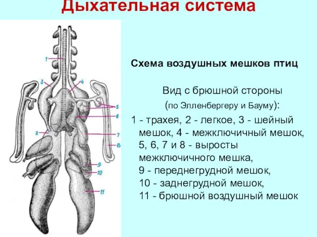 Дыхательная система Схема воздушных мешков птиц Вид с брюшной стороны (по