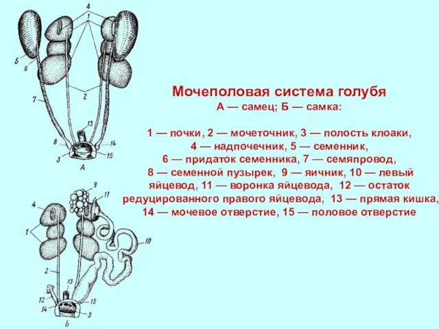 Мочеполовая система голубя A — самец; Б — самка: 1 —