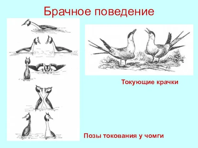 Брачное поведение Токующие крачки Позы токования у чомги