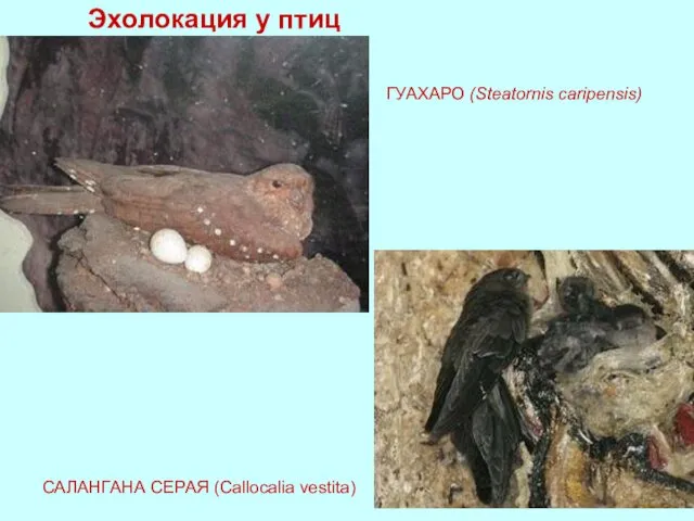 Эхолокация у птиц ГУАХАРО (Steatornis caripensis) САЛАНГАНА СЕРАЯ (Callocalia vestita)