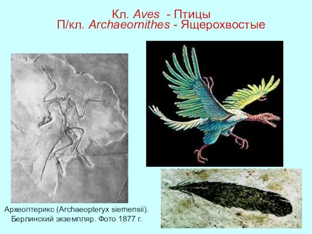 Кл. Aves - Птицы П/кл. Archaeornithes - Ящерохвостые Археоптерикс (Archaeopteryx siemensii). Берлинский экземпляр. Фото 1877 г.