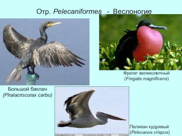 Отр. Pelecaniformes - Веслоногие Большой баклан (Phalacrocorax carbo) Фрегат великолепный (Fregata magnificens) Пеликан кудрявый (Pelecanus crispus)