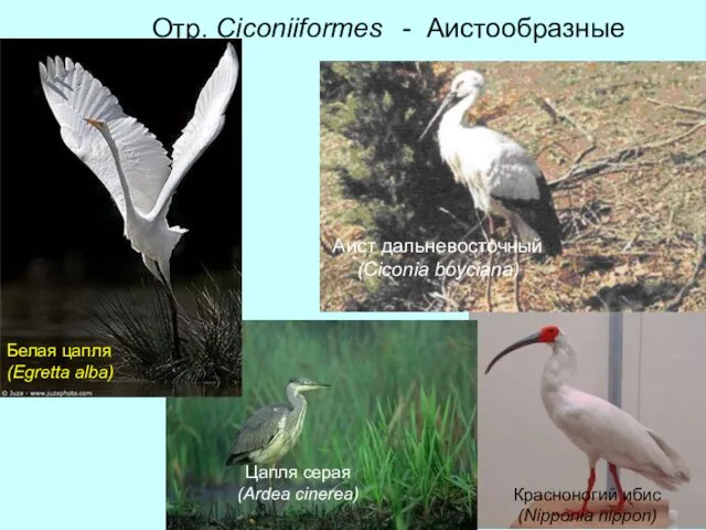 Отр. Ciconiiformes - Аистообразные Аист дальневосточный (Ciconia boyciana) Красноногий ибис (Nipponia