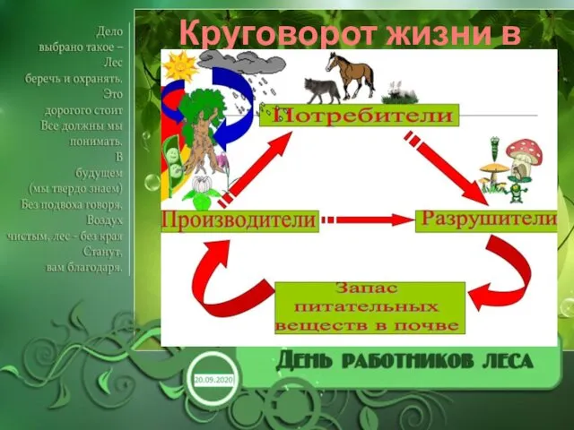 Круговорот жизни в лесу