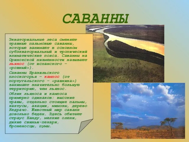 САВАННЫ Экваториальные леса сменяют травные пальмовые саванны, которые занимают в основном