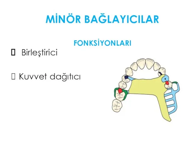 MİNÖR BAĞLAYICILAR FONKSİYONLARI Birleştirici Kuvvet dağıtıcı