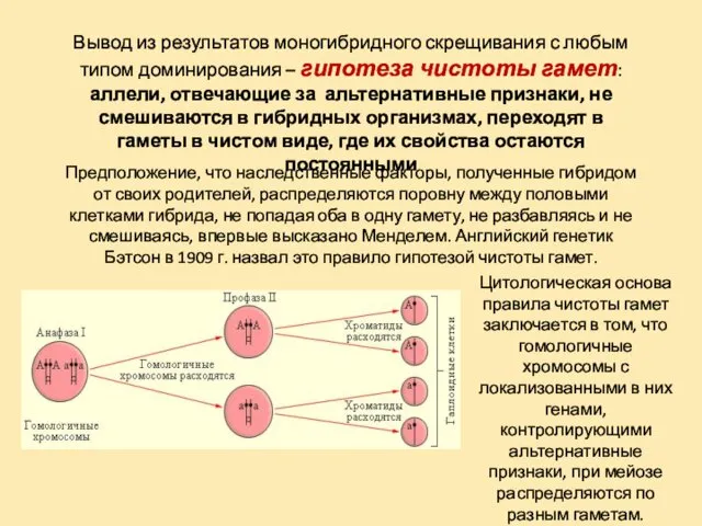 Вывод из результатов моногибридного скрещивания с любым типом доминирования – гипотеза