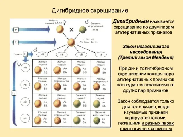 Дигибридное скрещивание Дигибридным называется скрещивание по двум парам альтернативных признаков Закон