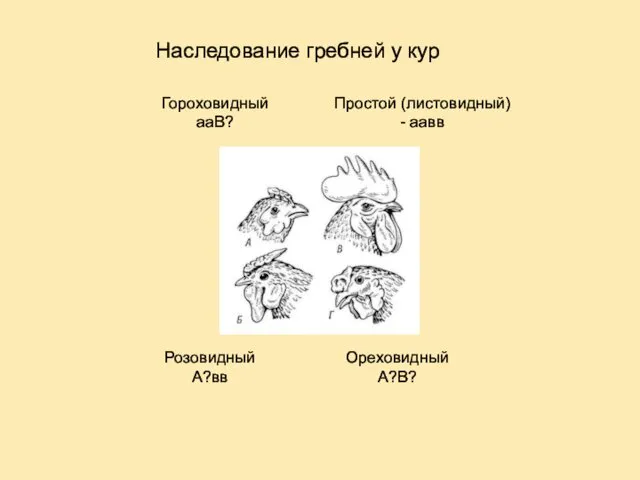 Простой (листовидный) - аавв Гороховидный ааВ? Розовидный А?вв Наследование гребней у кур Ореховидный А?В?