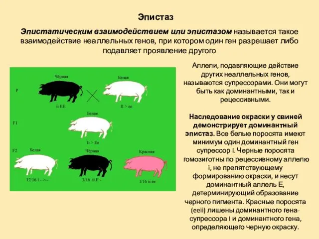 Эпистаз Эпистатическим взаимодействием или эпистазом называется такое взаимодействие неаллельных генов, при