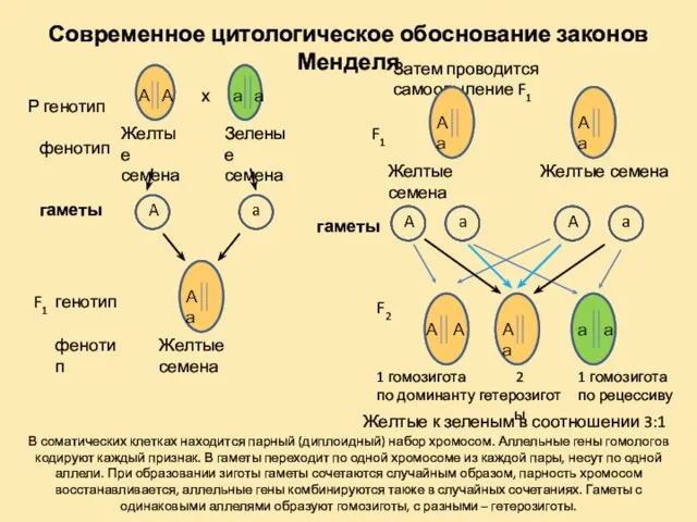 Современное цитологическое обоснование законов Менделя А А х а а Желтые