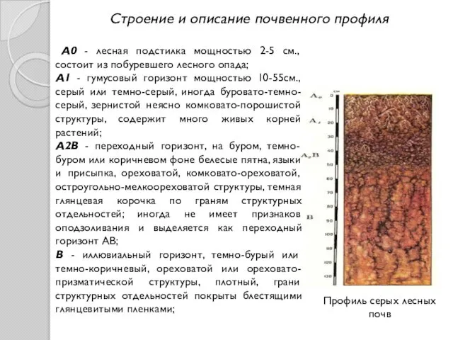 Профиль серых лесных почв А0 - лесная подстилка мощностью 2-5 см.,