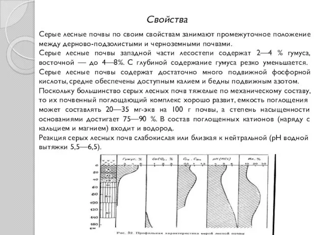 Серые лесные почвы по своим свойствам занимают промежуточное положение между дерново-подзолистыми