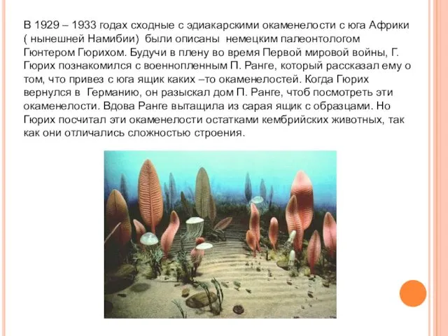 В 1929 – 1933 годах сходные с эдиакарскими окаменелости с юга