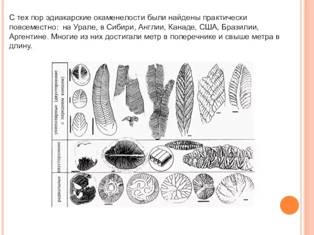 С тех пор эдиакарские окаменелости были найдены практически повсеместно: на Урале,