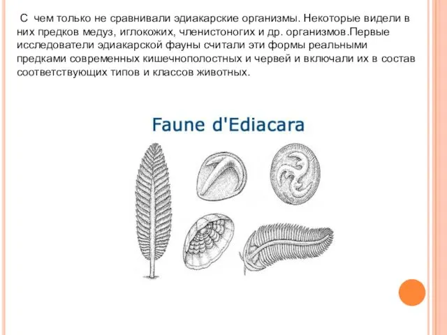 С чем только не сравнивали эдиакарские организмы. Некоторые видели в них