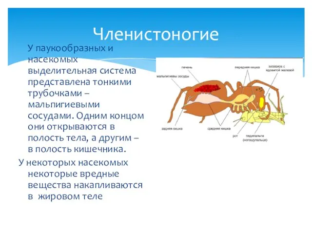 У паукообразных и насекомых выделительная система представлена тонкими трубочками – мальпигиевыми