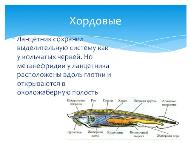 Ланцетник сохранил выделительную систему как у кольчатых червей. Но метанефридии у