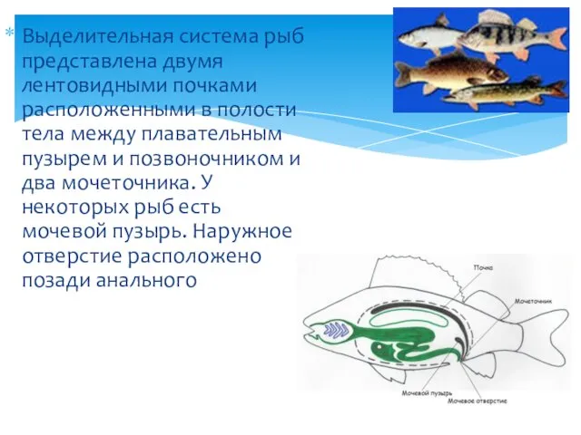 Выделительная система рыб представлена двумя лентовидными почками расположенными в полости тела