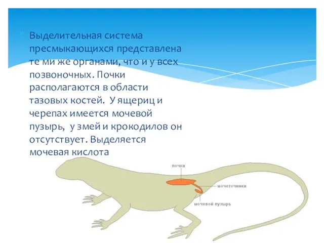 Выделительная система пресмыкающихся представлена те ми же органами, что и у