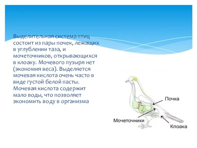 Выделительная система птиц состоит из пары почек, лежащих в углублении таза,