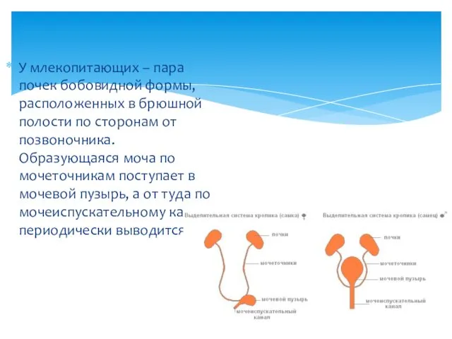 У млекопитающих – пара почек бобовидной формы, расположенных в брюшной полости