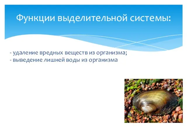 - удаление вредных веществ из организма; - выведение лишней воды из организма Функции выделительной системы: