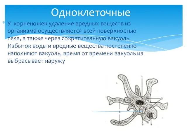 У корненожек удаление вредных веществ из организма осуществляется всей поверхностью тела,