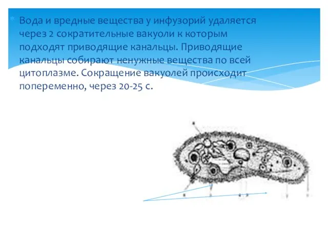 Вода и вредные вещества у инфузорий удаляется через 2 сократительные вакуоли