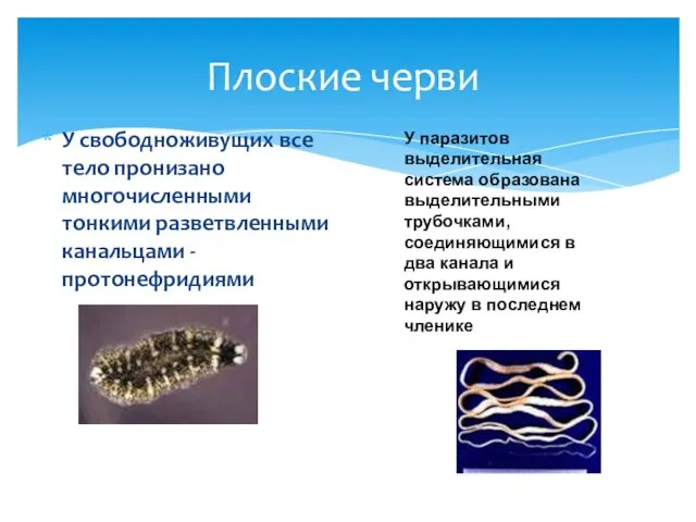 У свободноживущих все тело пронизано многочисленными тонкими разветвленными канальцами - протонефридиями