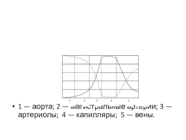 1 — аорта; 2 — магистральные артерии; 3 — артериолы; 4 — капилляры; 5 — вены.