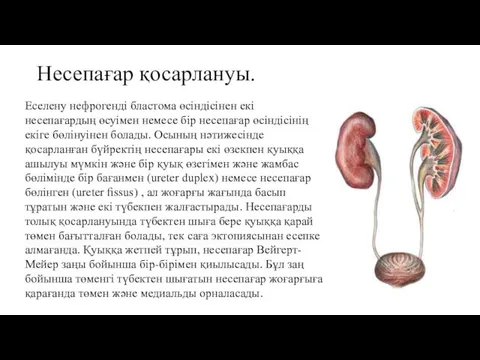 Несепағар қосарлануы. Еселену нефрогенді бластома өсіндісінен екі несепағардың өсуімен немесе бір