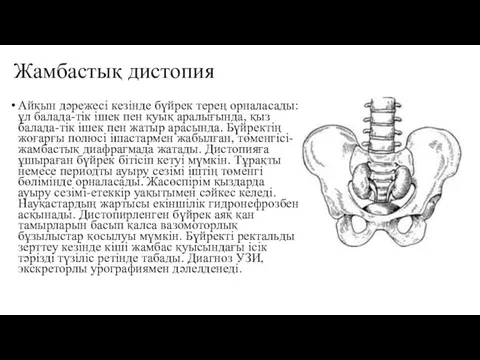 Жамбастық дистопия Айқын дәрежесі кезінде бүйрек терең орналасады: ұл балада-тік ішек