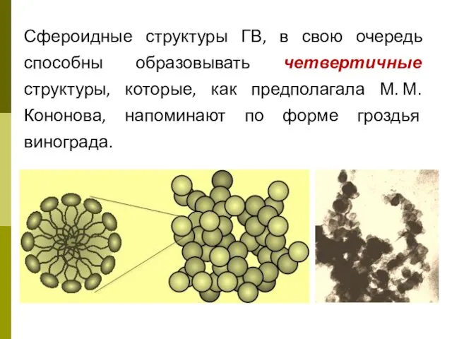 Сфероидные структуры ГВ, в свою очередь способны образовывать четвертичные структуры, которые,