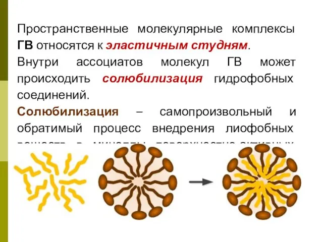 Пространственные молекулярные комплексы ГВ относятся к эластичным студням. Внутри ассоциатов молекул