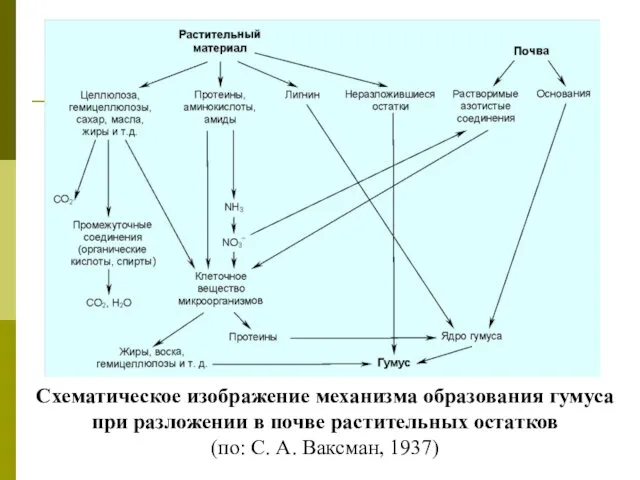 Схематическое изображение механизма образования гумуса при разложении в почве растительных остатков (по: С. А. Ваксман, 1937)