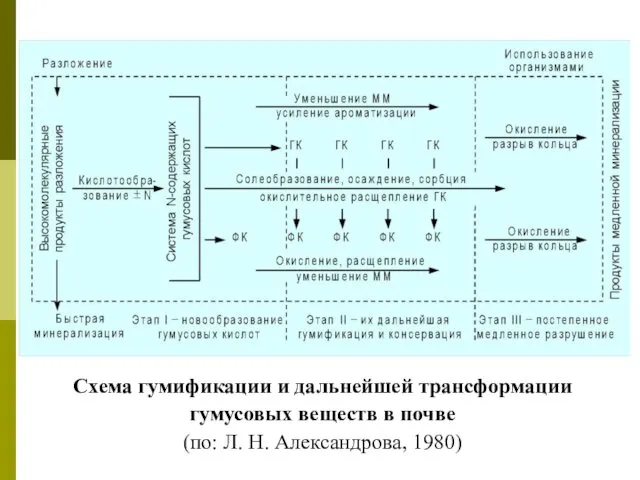 Схема гумификации и дальнейшей трансформации гумусовых веществ в почве (по: Л. Н. Александрова, 1980)