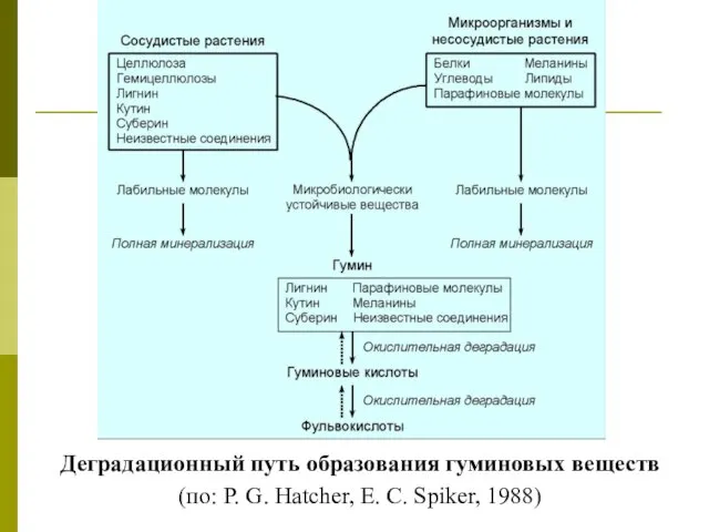 Деградационный путь образования гуминовых веществ (по: P. G. Hatcher, E. C. Spiker, 1988)