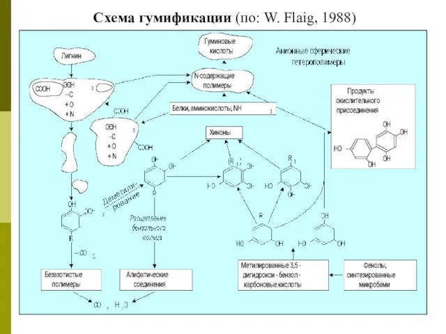 Схема гумификации (по: W. Flaig, 1988)