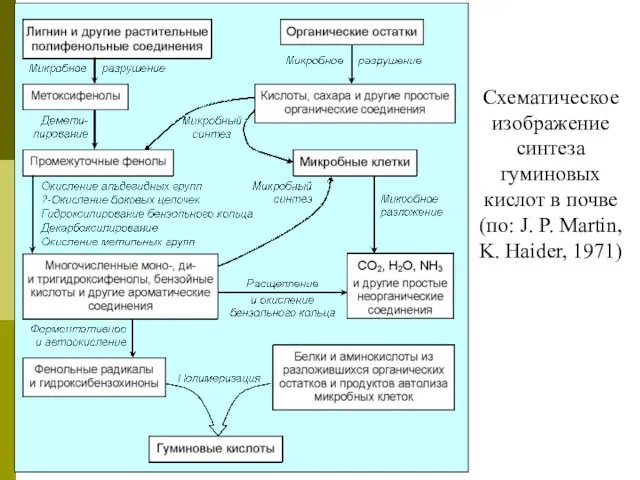 Схематическое изображение синтеза гуминовых кислот в почве (по: J. P. Martin, K. Haider, 1971)