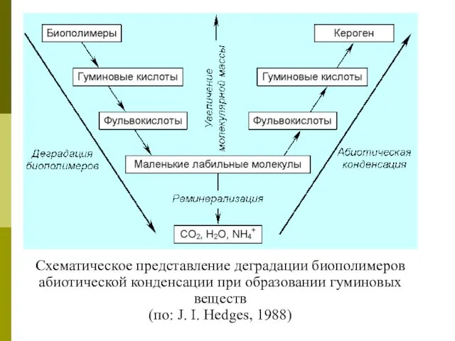 Схематическое представление деградации биополимеров абиотической конденсации при образовании гуминовых веществ (по: J. I. Hedges, 1988)