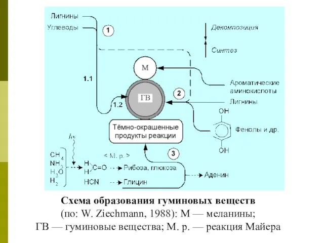 Схема образования гуминовых веществ (по: W. Ziechmann, 1988): М — меланины;