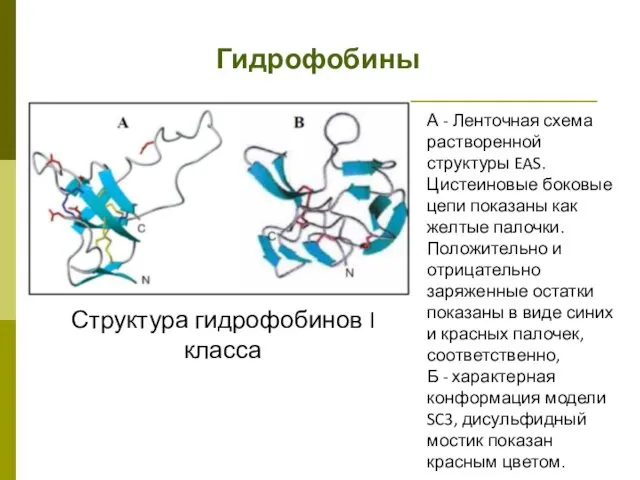 Гидрофобины Структура гидрофобинов I класса А - Ленточная схема растворенной структуры