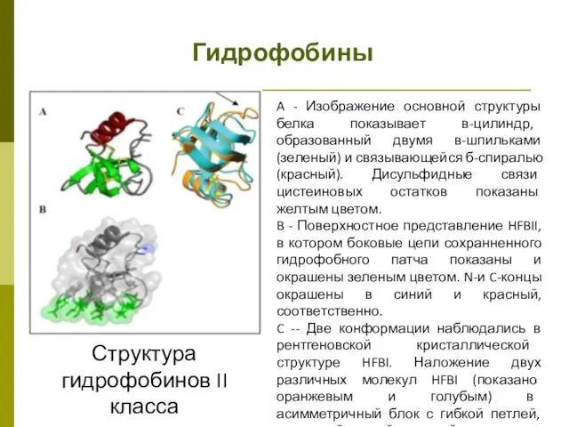 Гидрофобины Структура гидрофобинов II класса A - Изображение основной структуры белка