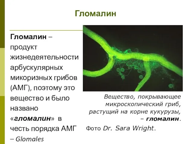 Гломалин Вещество, покрывающее микроскопический гриб, растущий на корне кукурузы, – гломалин.