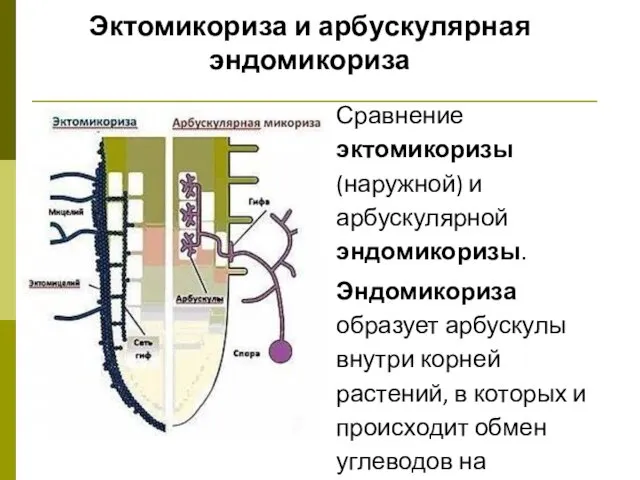 Эктомикориза и арбускулярная эндомикориза Сравнение эктомикоризы (наружной) и арбускулярной эндомикоризы. Эндомикориза